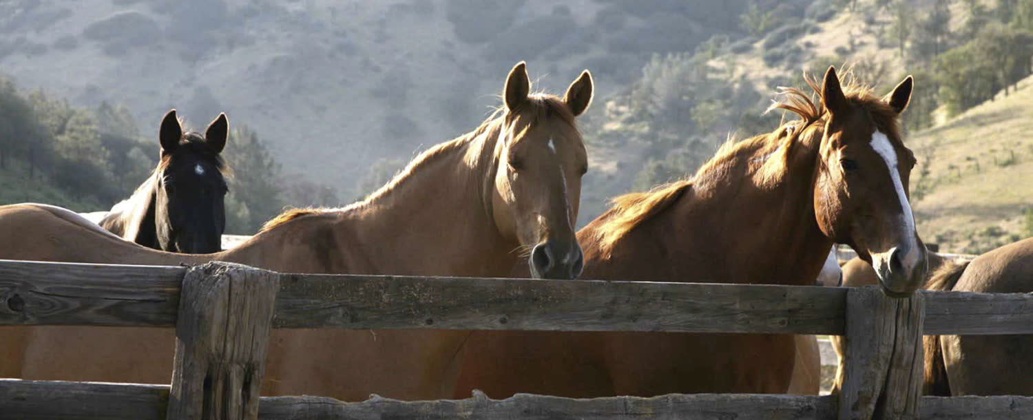 Rankin Ranch, Lake Isabella, California (landscape)