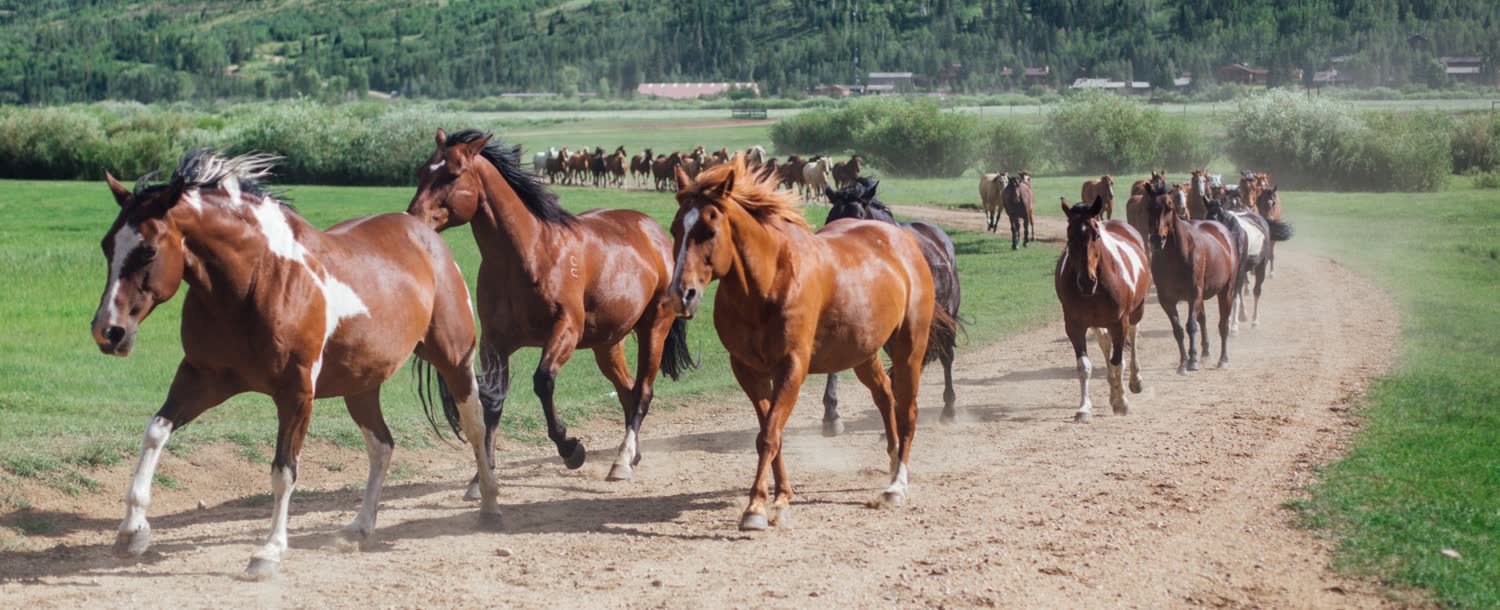C Lazy U Ranch, Granby, Colorado (landscape)
