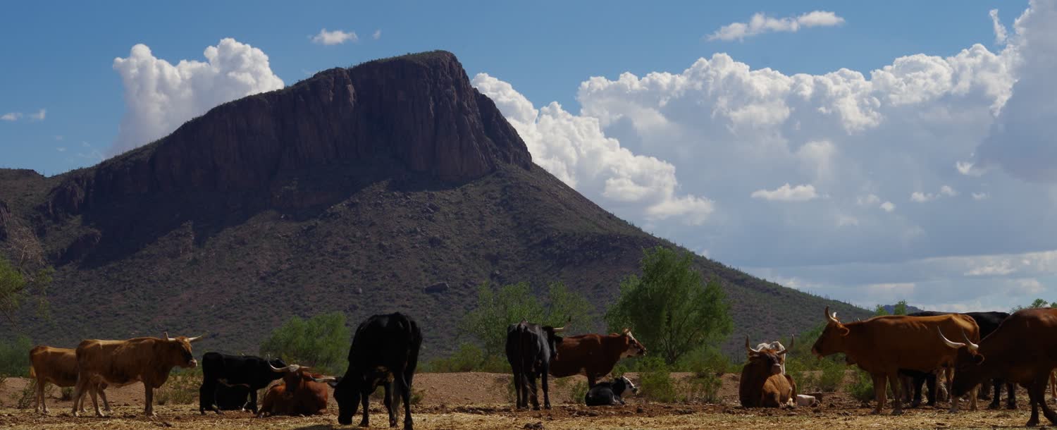 White Stallion Ranch, Tucson, Arizona (landscape)
