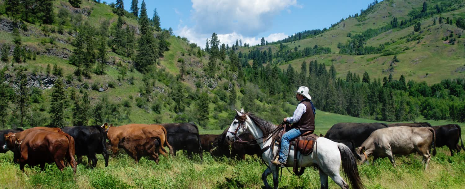 Bull Hill Ranch